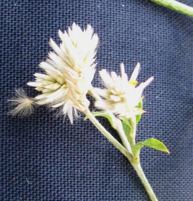 Alternanthera