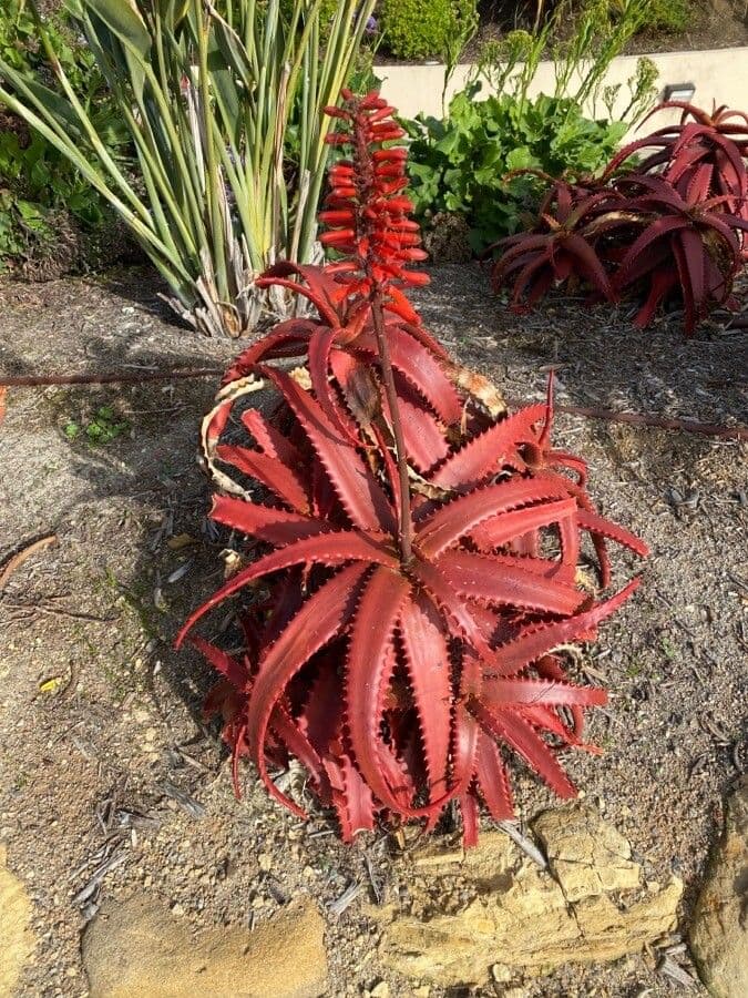Aloe di Cameron