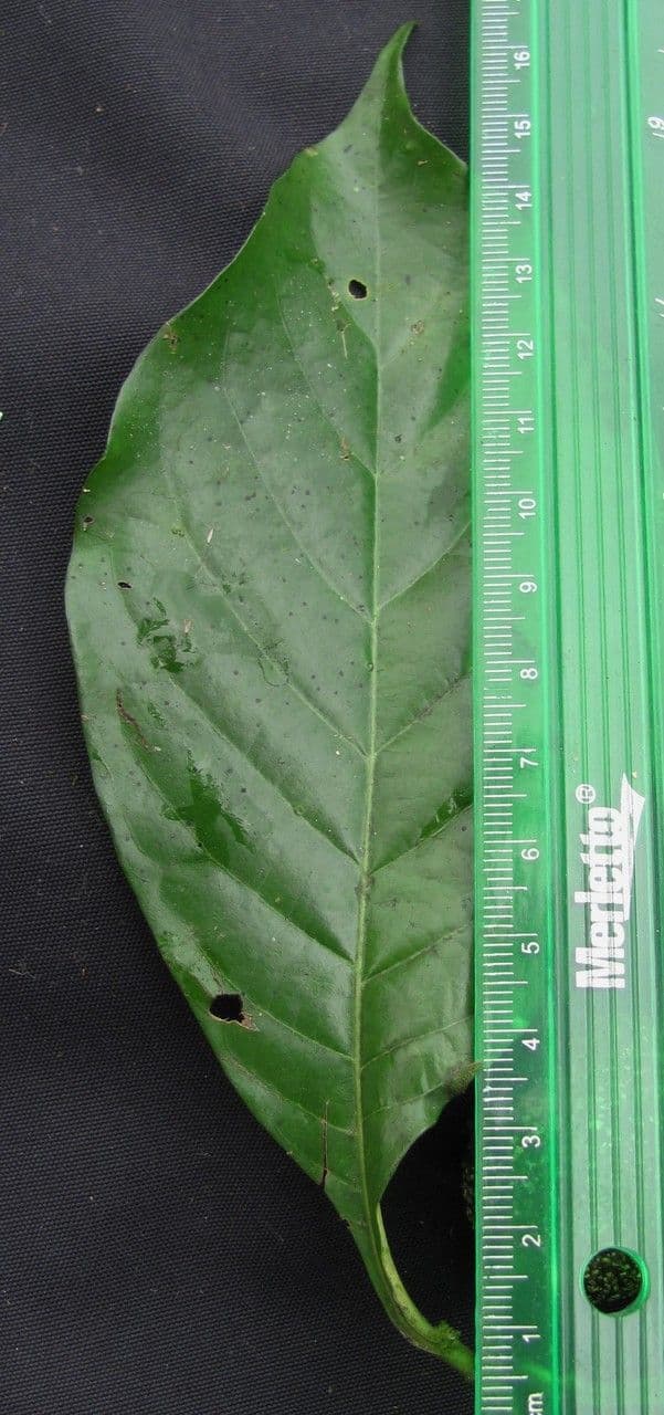 Randia spinosa 11