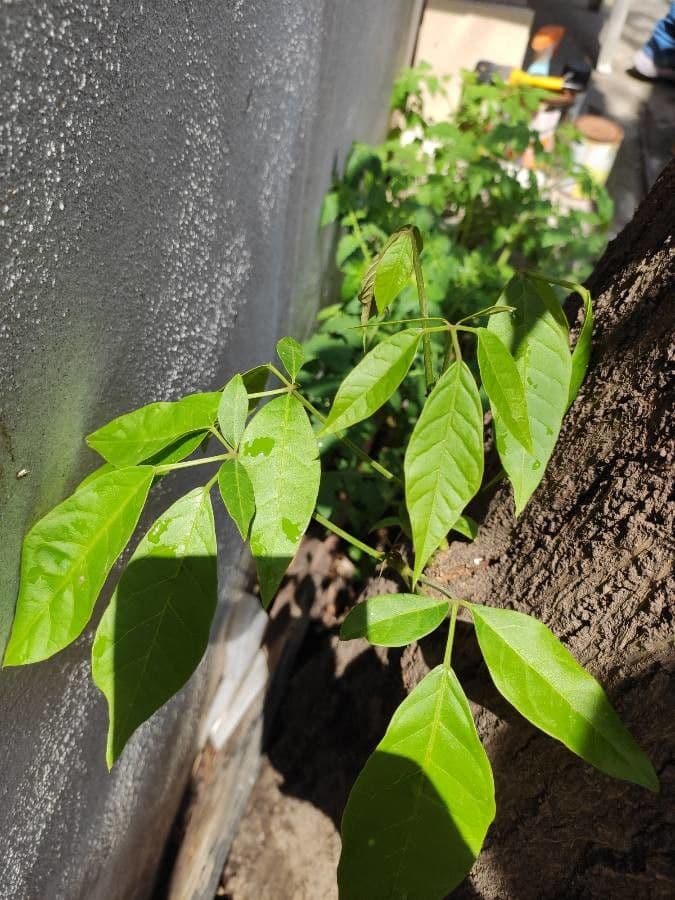 Roble blanco 17