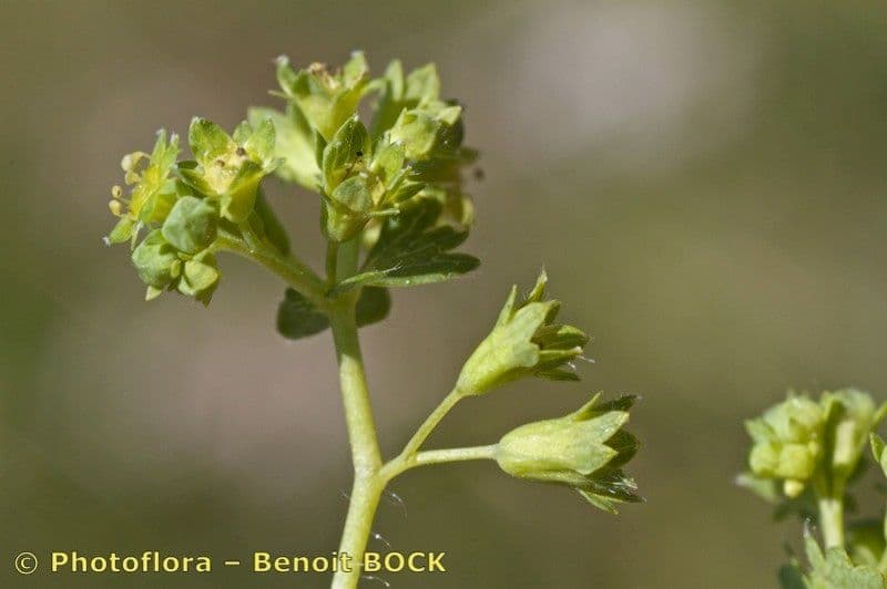Alchemilla 2