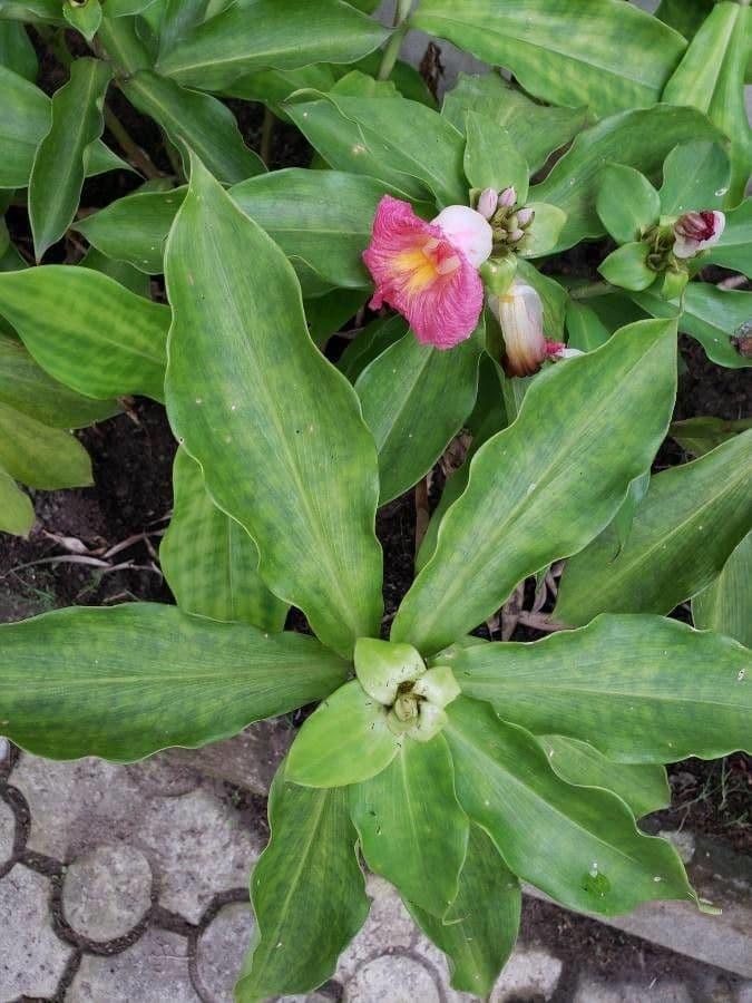 Costus 9