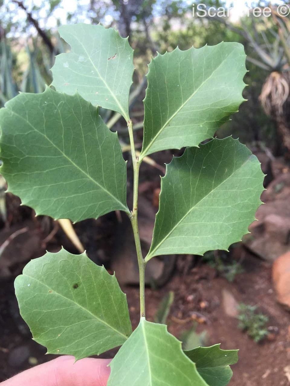 Maytenus 2