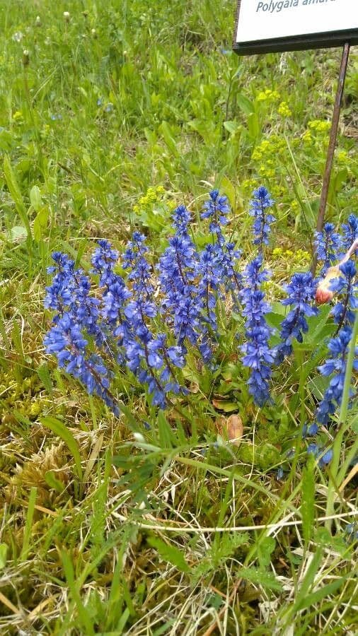 Poligala amara