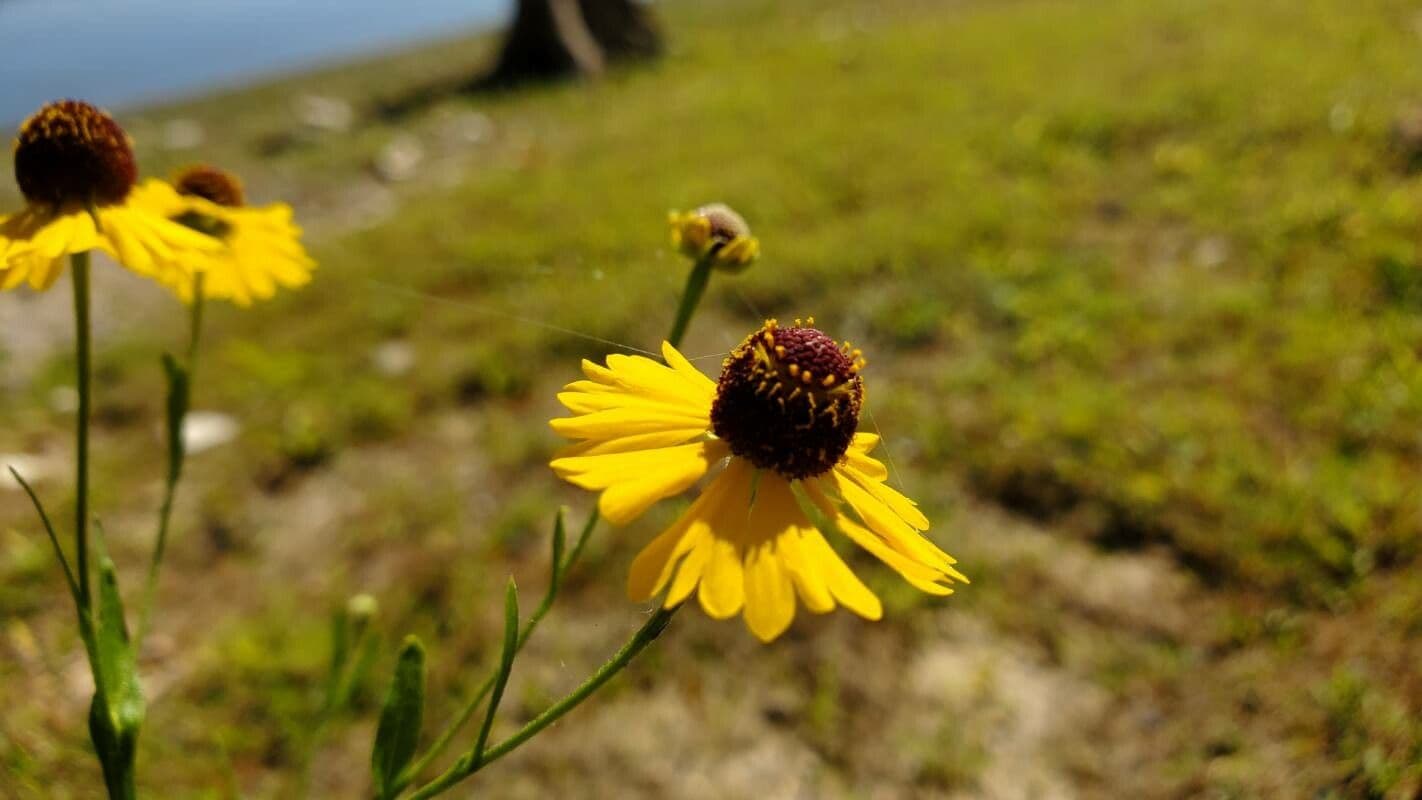 Helenium flexuosum 5