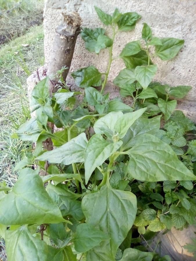Spinaci 19