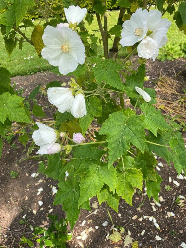 Corynabutilon 8