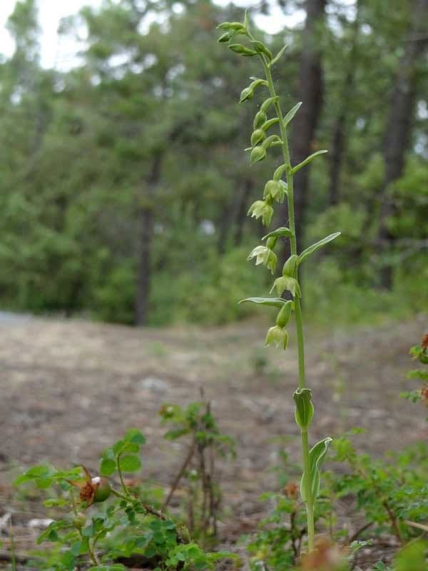 Epipactis 10