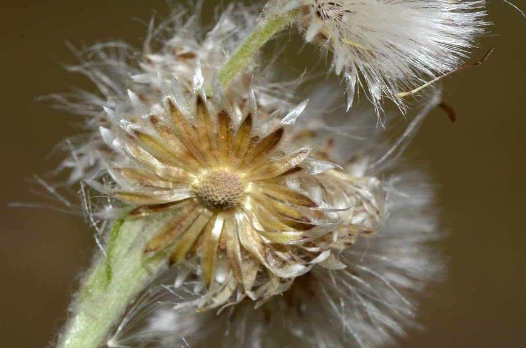 Antennaria de hoja de llantén 2