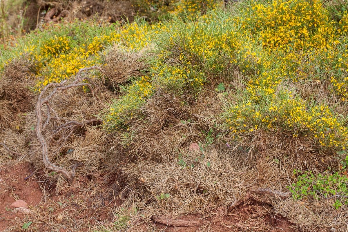 Ginestra sarda