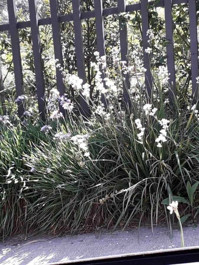 Fiore di raso del Cile 15