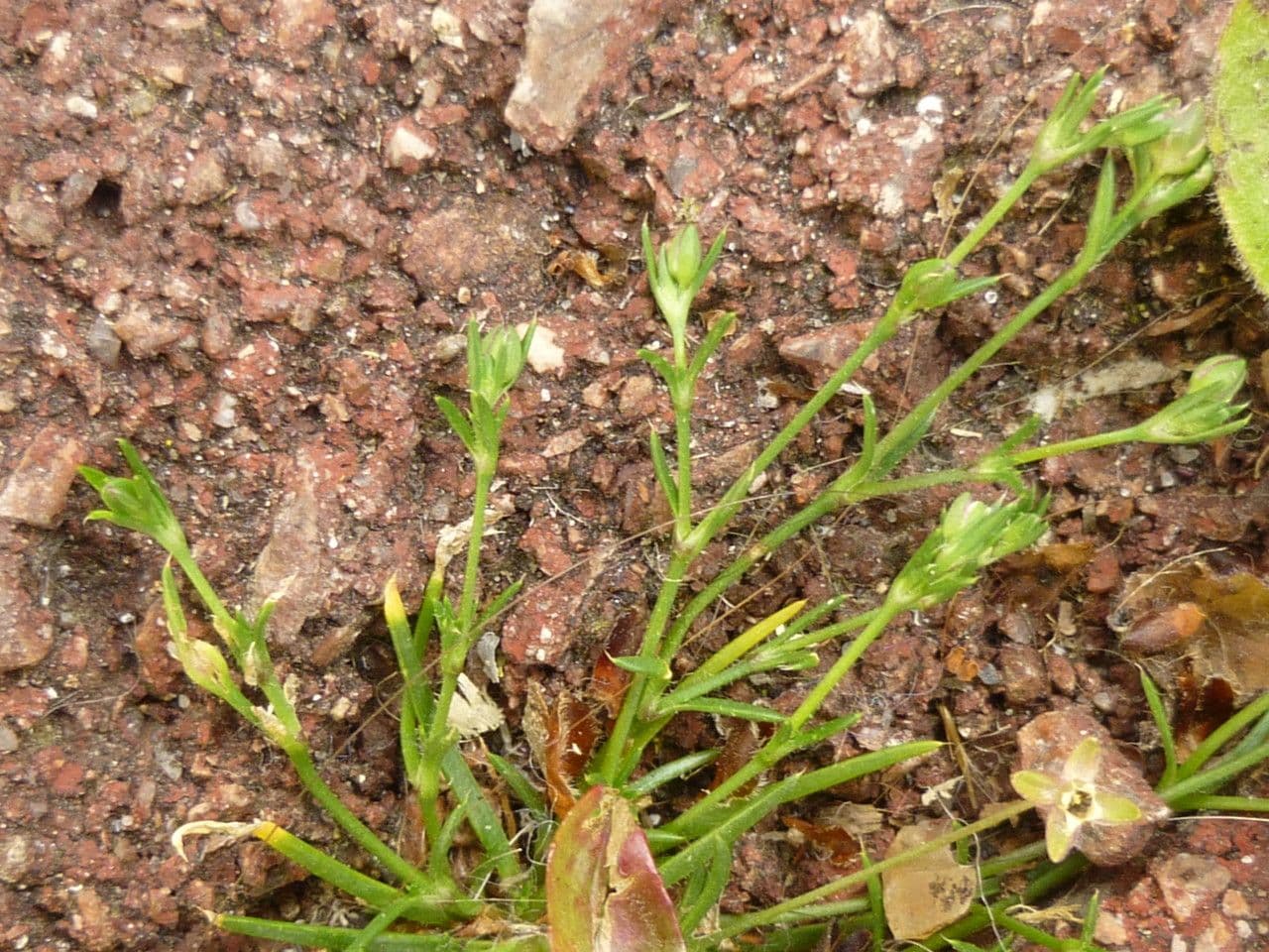 Sagina sdraiata 15