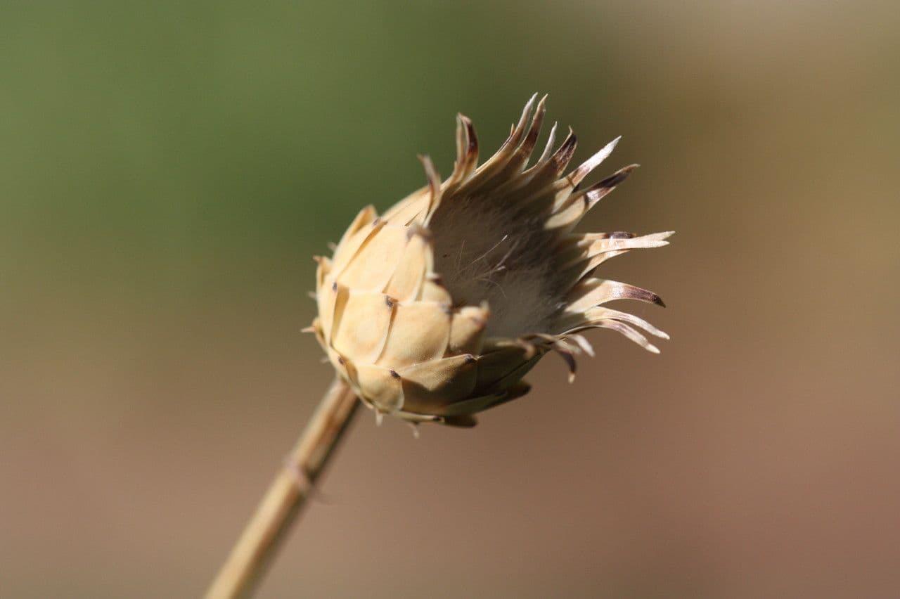 Mantisalca 2