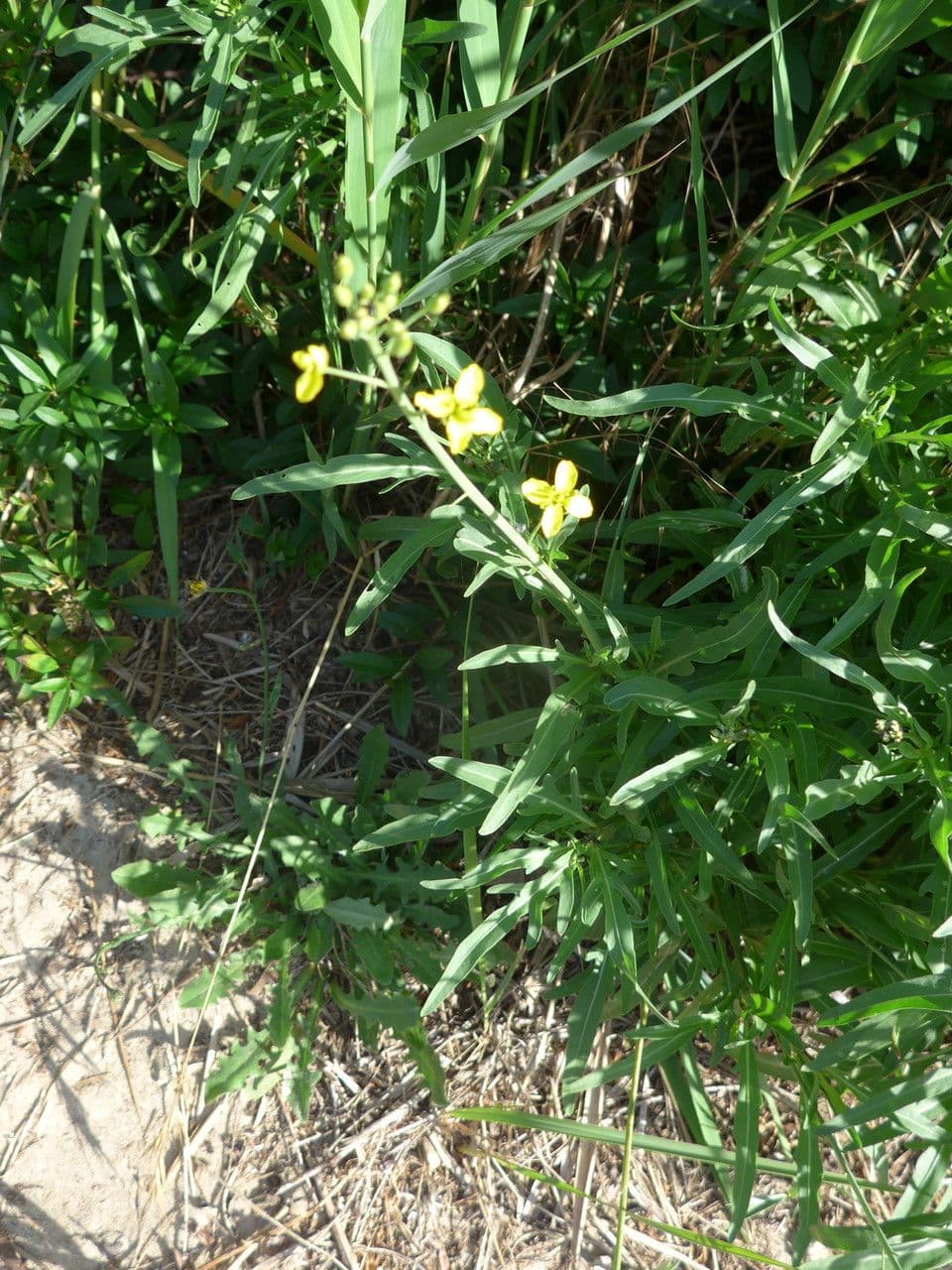 Diplotaxis à feuilles étroites 7