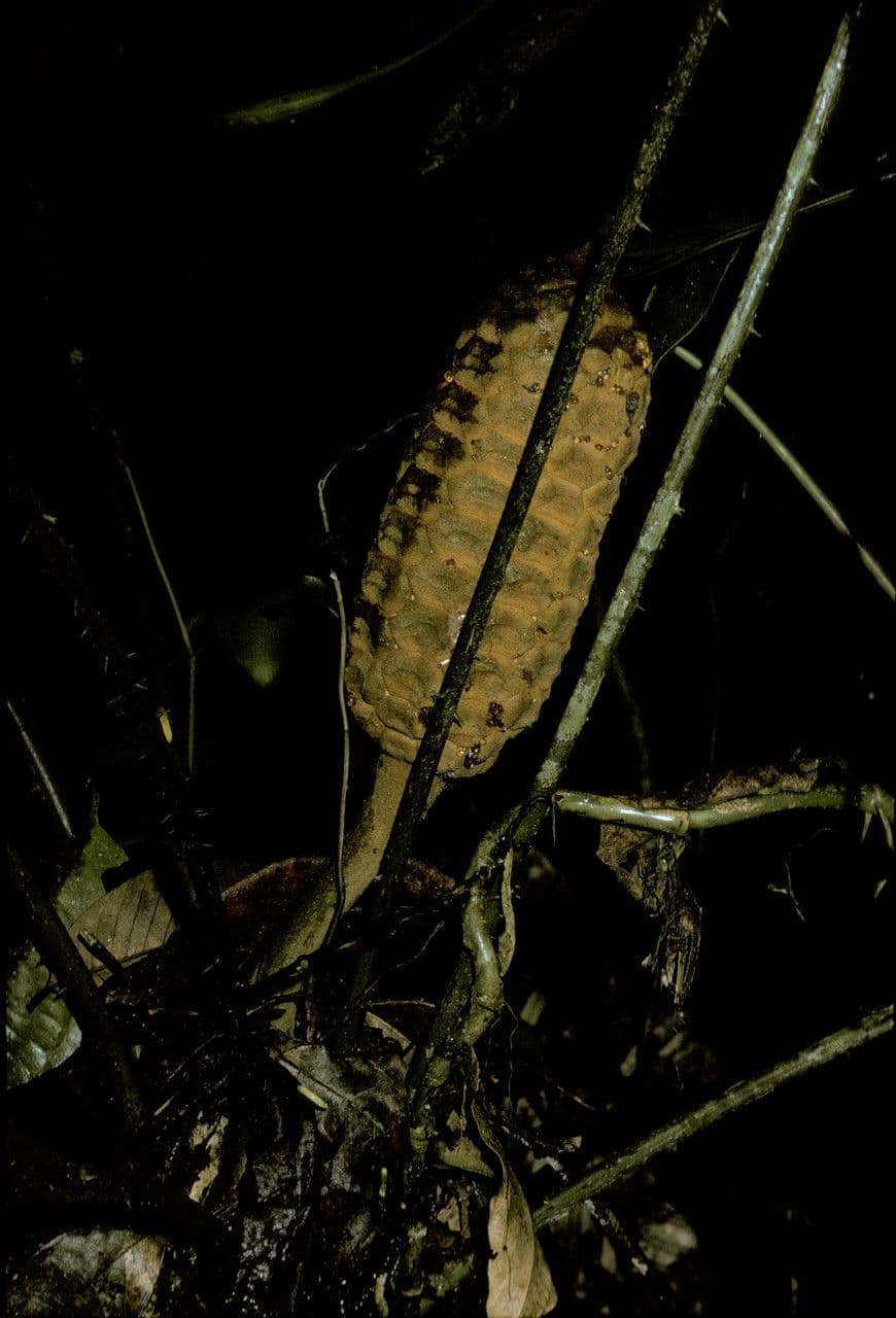 Zamia