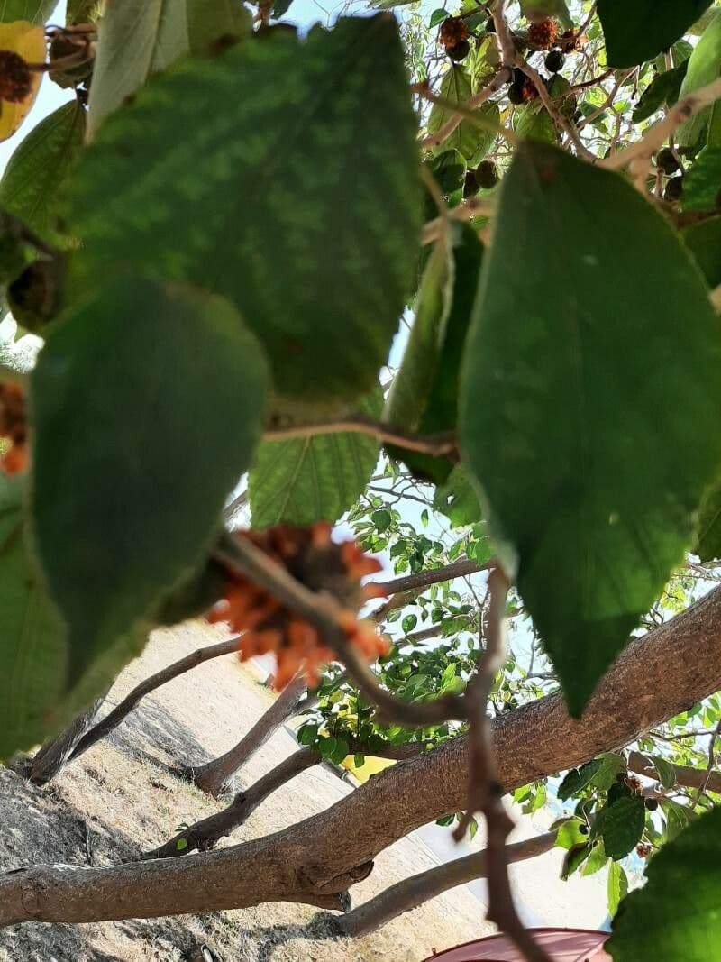 Dombeya 5