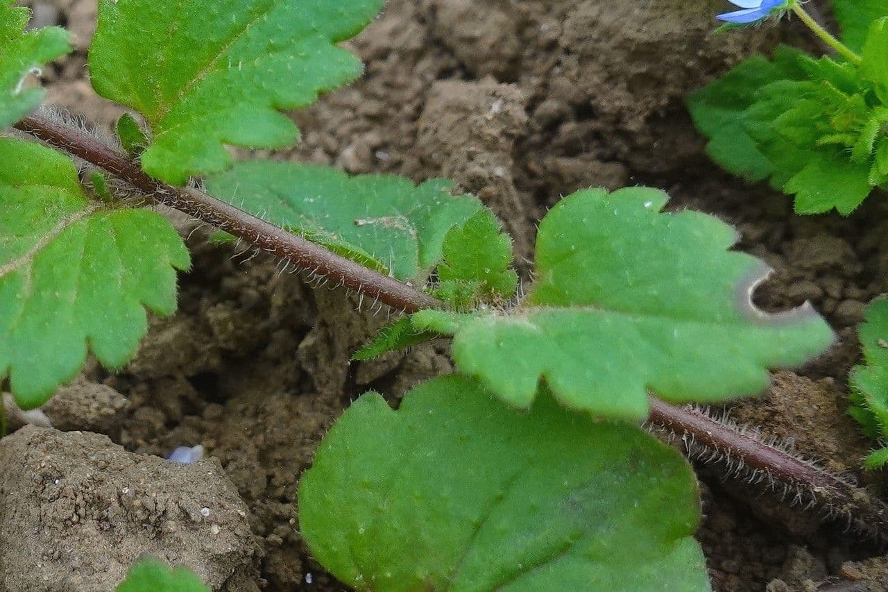Veronica lucida 22