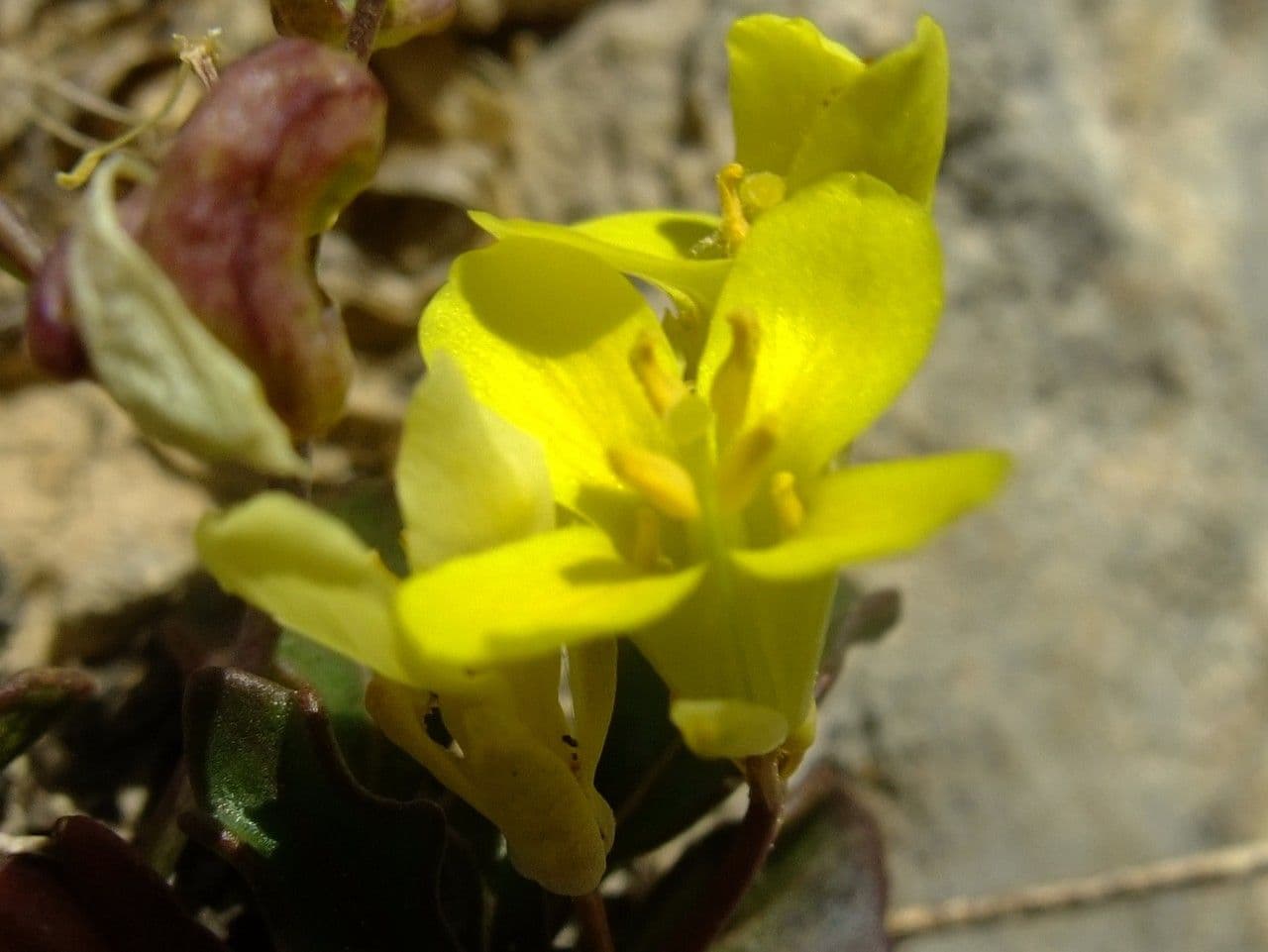 Brassica repanda 9