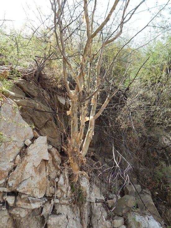 Bursera profumata 8