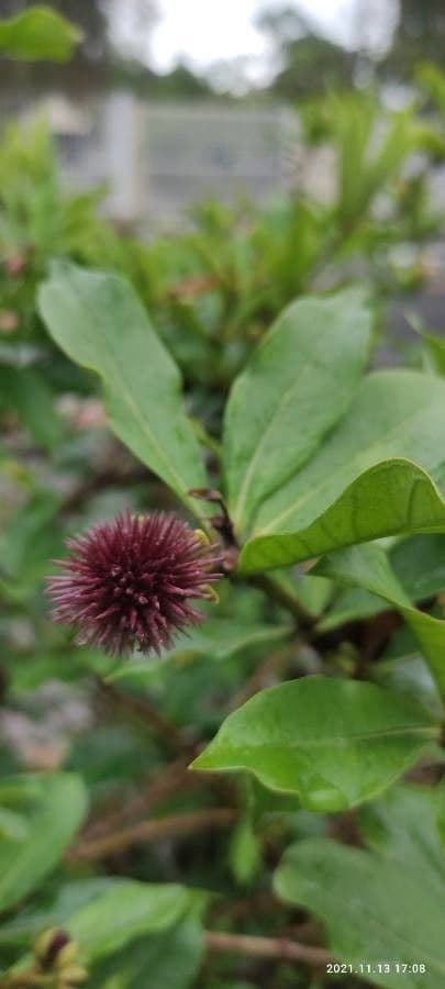 Busch-Allamanda 2