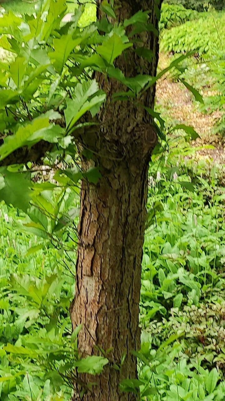 Quercia lira 7