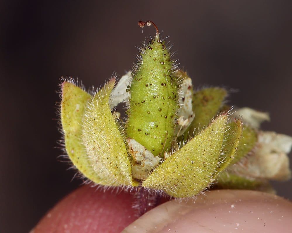 Emmenanthe penduliflora