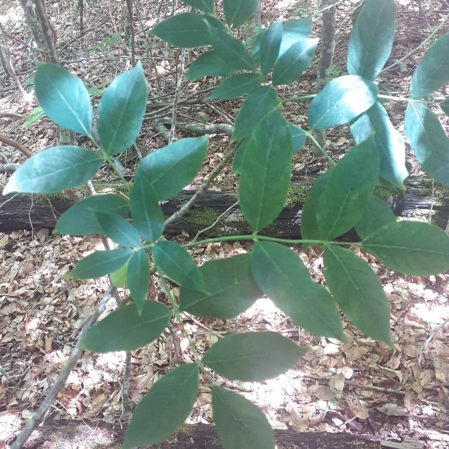 Staphylea pinnata 18