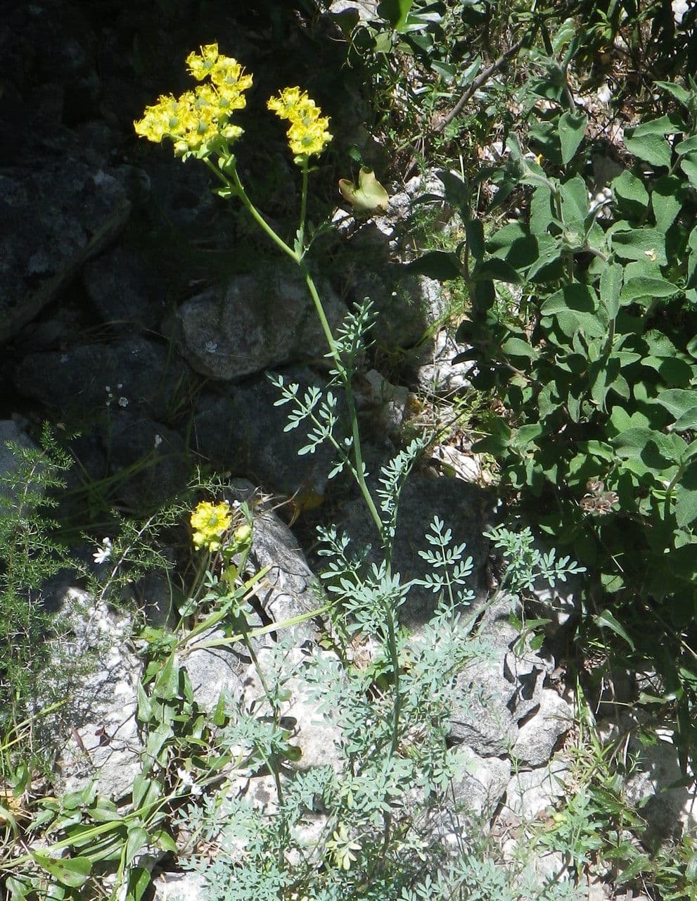 Ruta chalepska 12