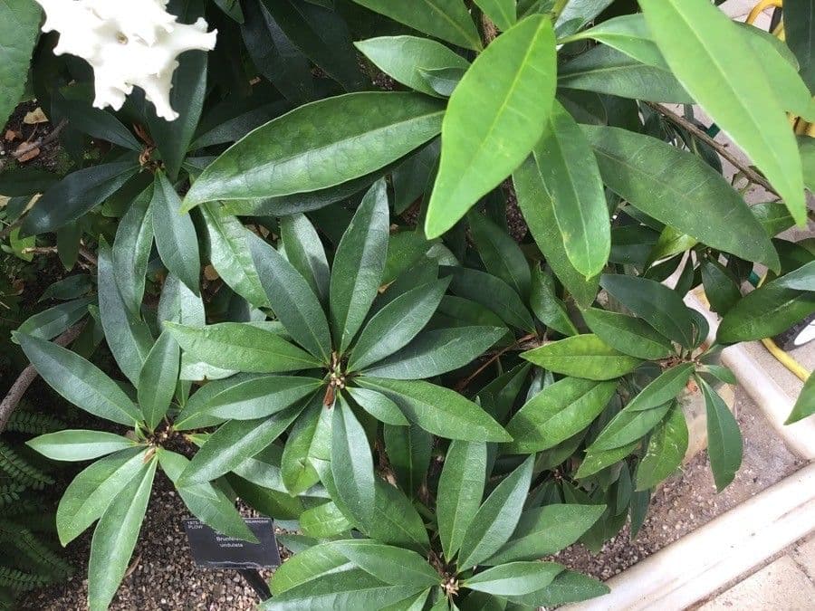 Brunfelsia 6