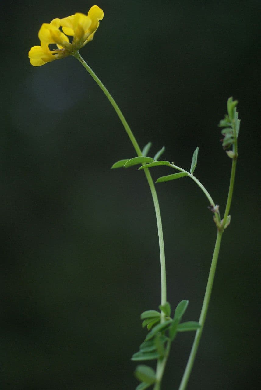 Petite coronille 26
