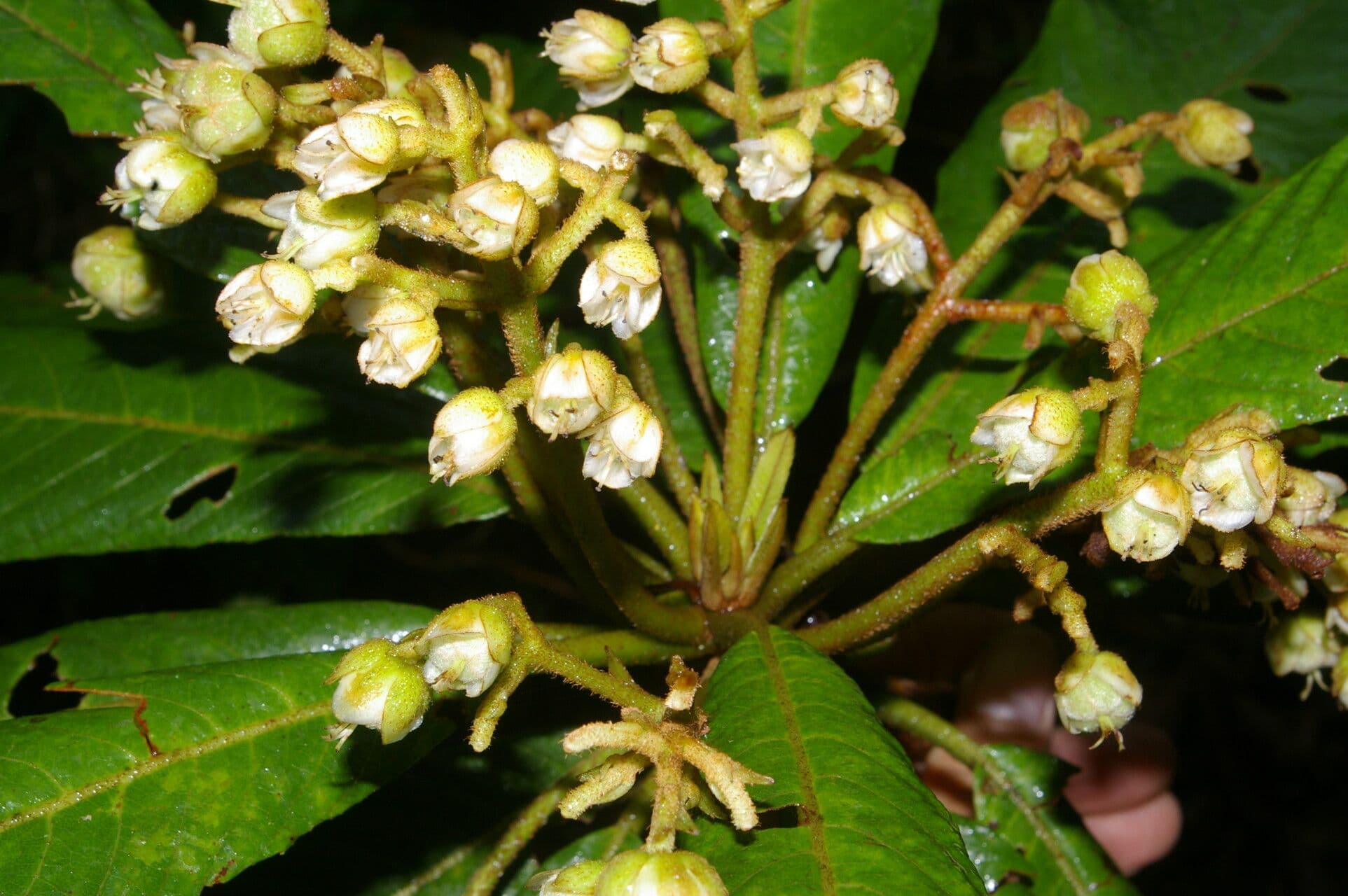 Saurauia 8