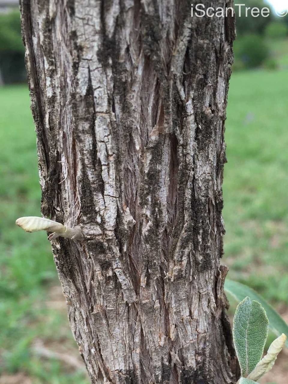 Kampherbaum 18