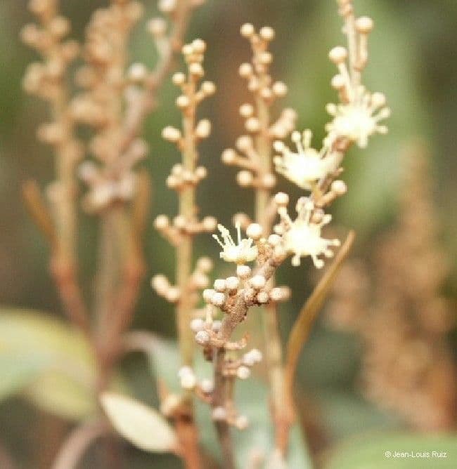 Croton 9