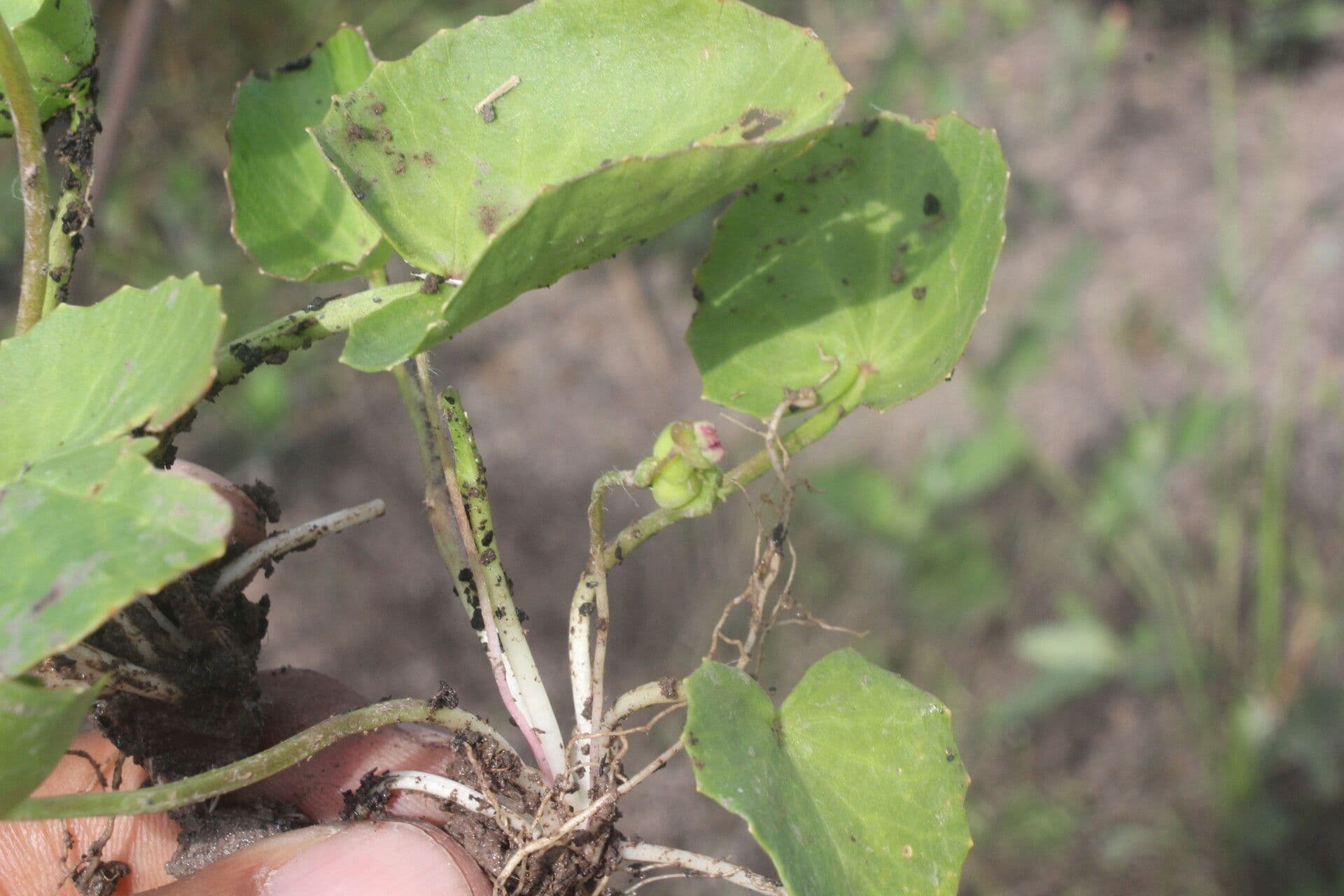 Centella erecta 2