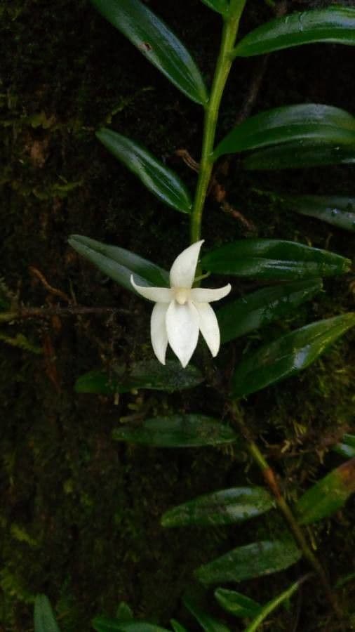 Angraecum 4