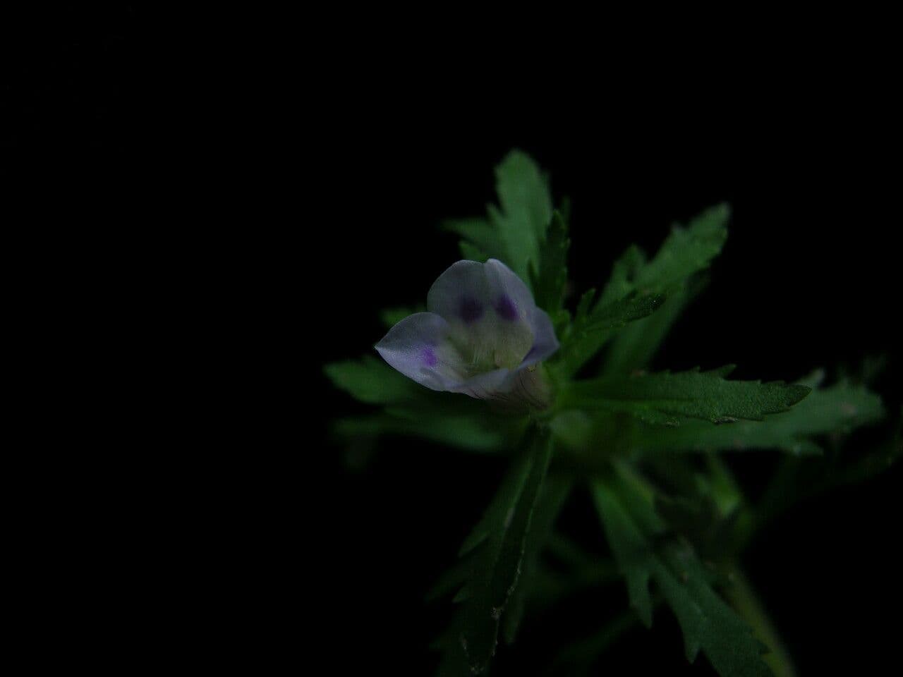 Limnophila 6