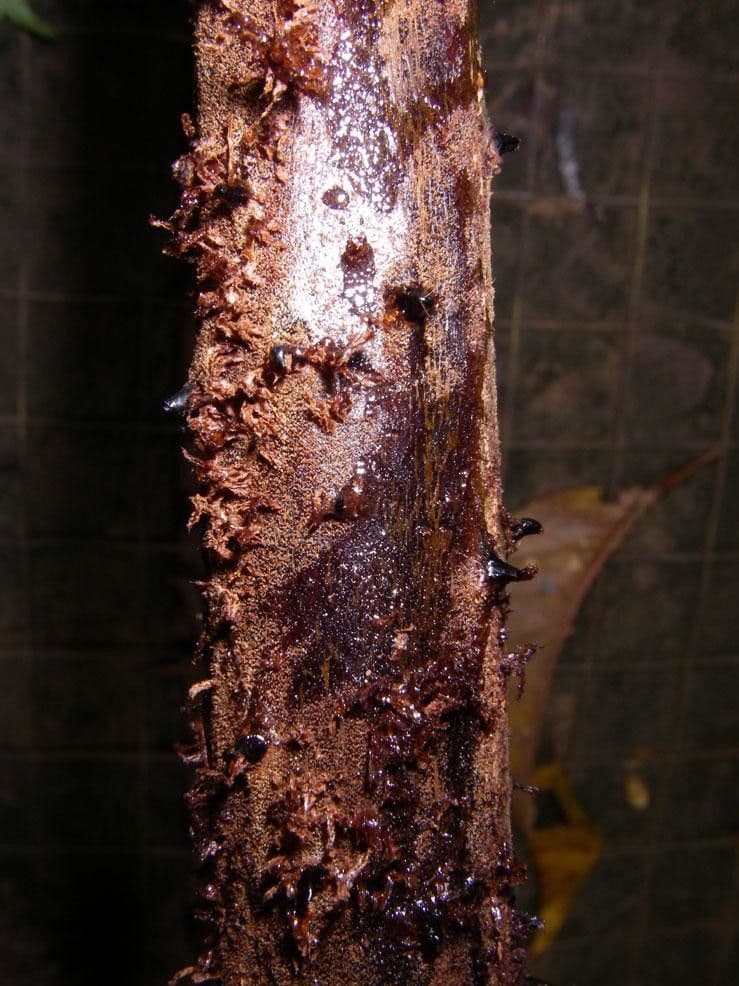 Cybatec 6