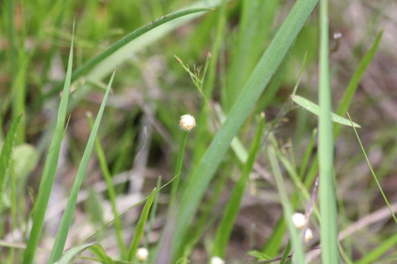 Eriocaulon 5