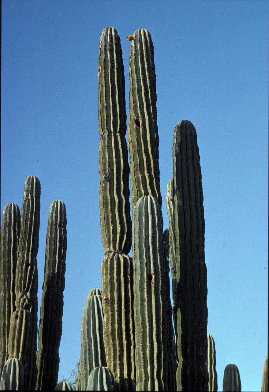 Cardón