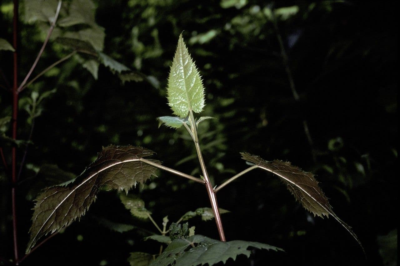 Zahnblättrige Aristotelia