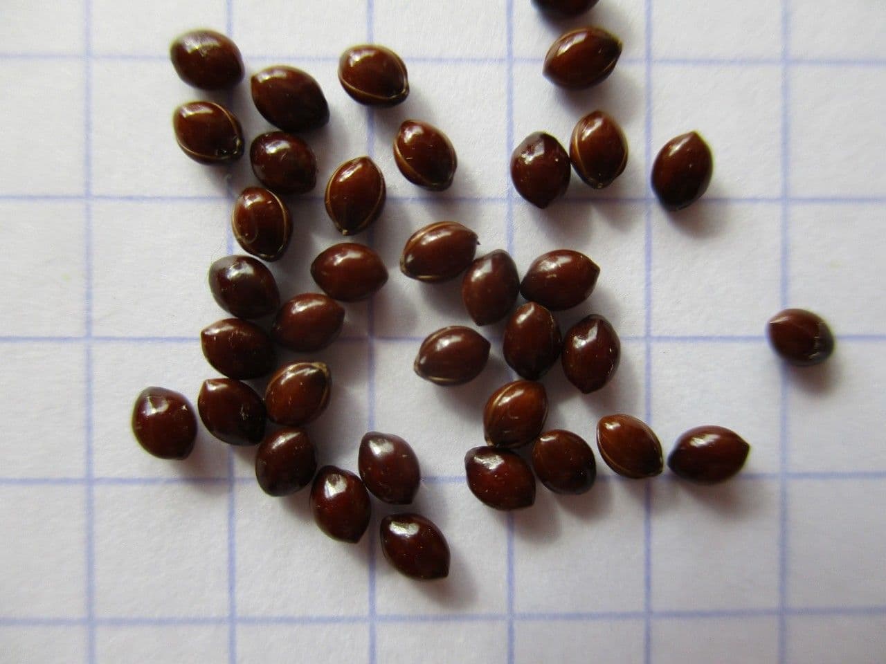 Miglio 27