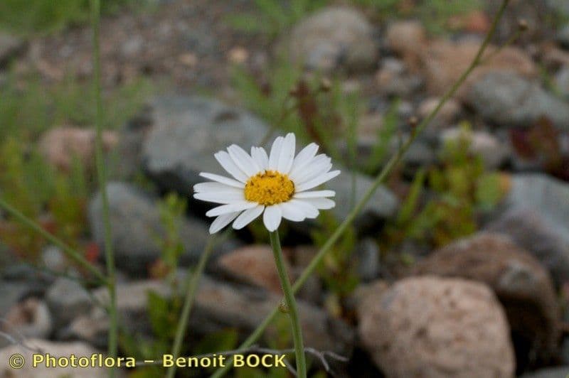 Argyranthemum 3