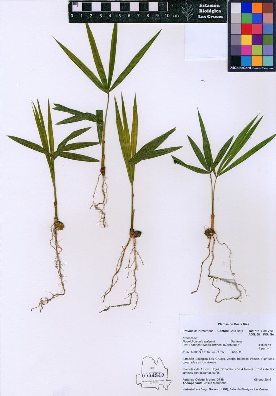 Neonicholsonia 9