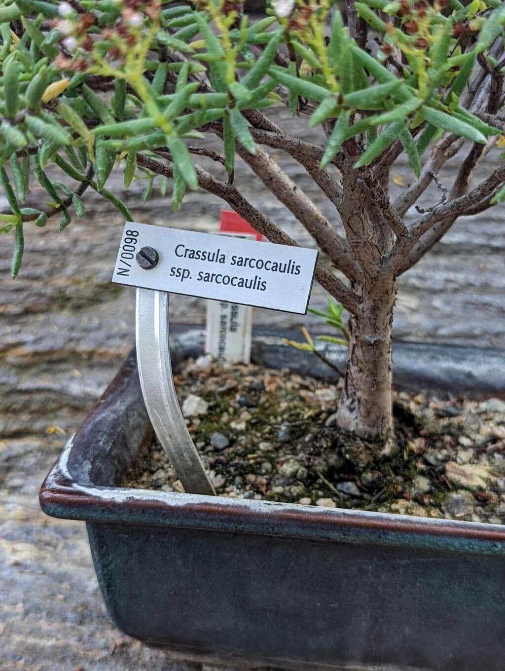 Crassula 16