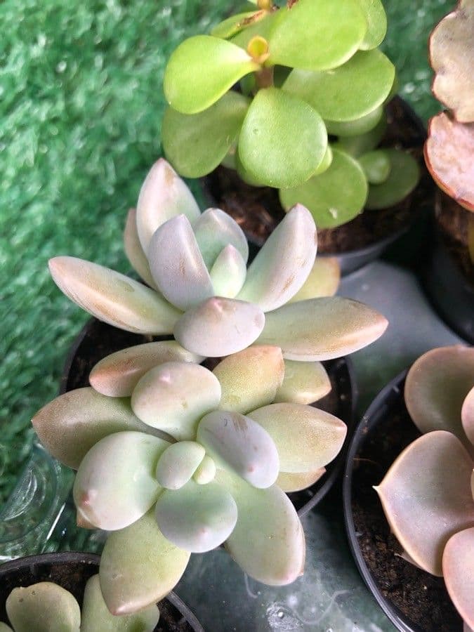 Pachyphytum 7