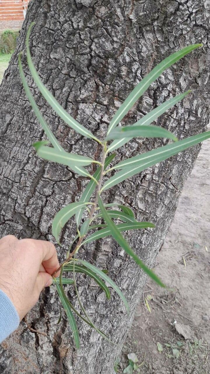 Sapium haematospermum 15