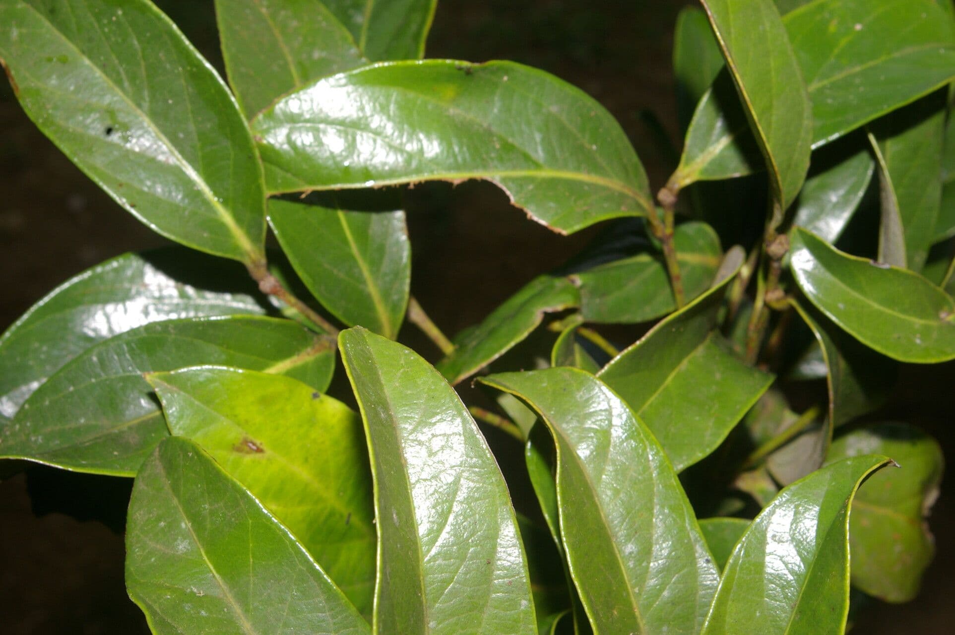 Geobalanus Riverae 7