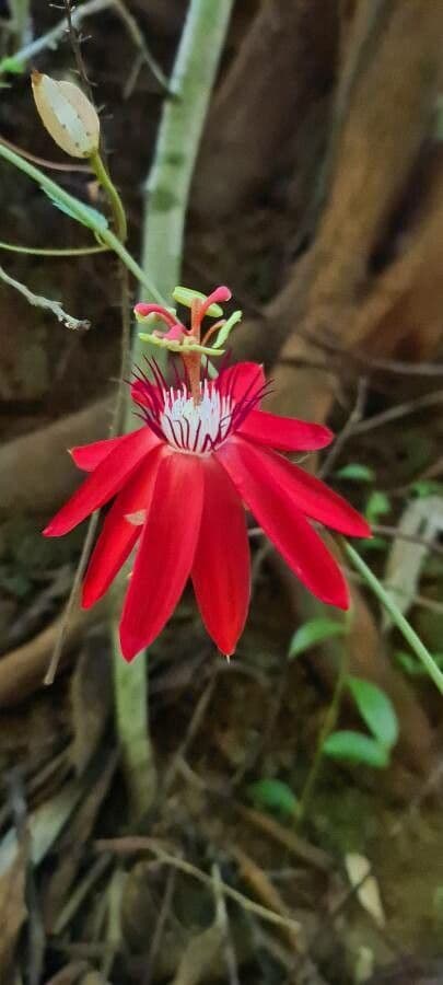 Perfumed passionflower 7