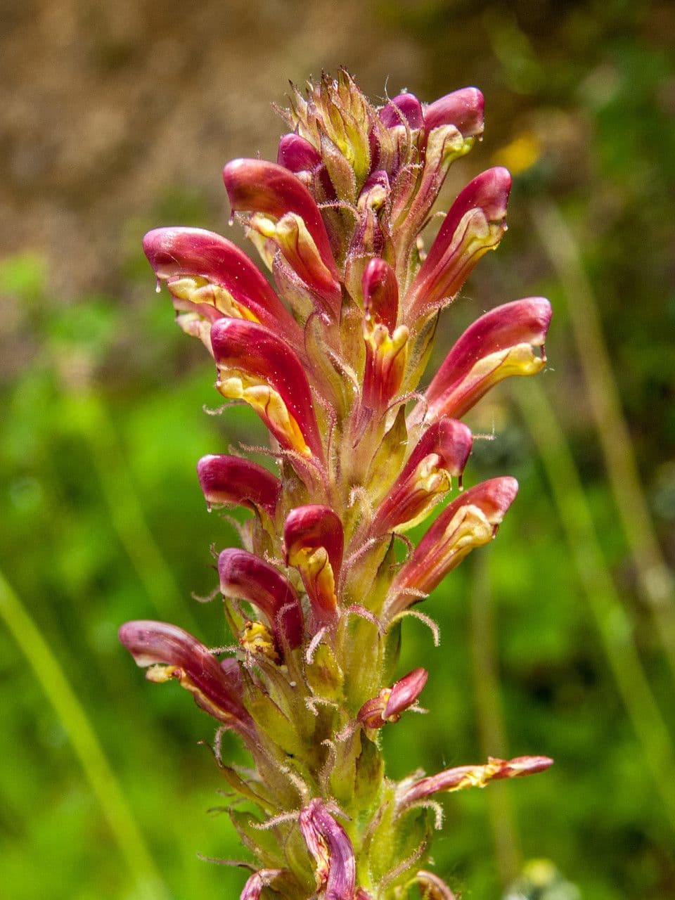Pedicularis bracteosa 8