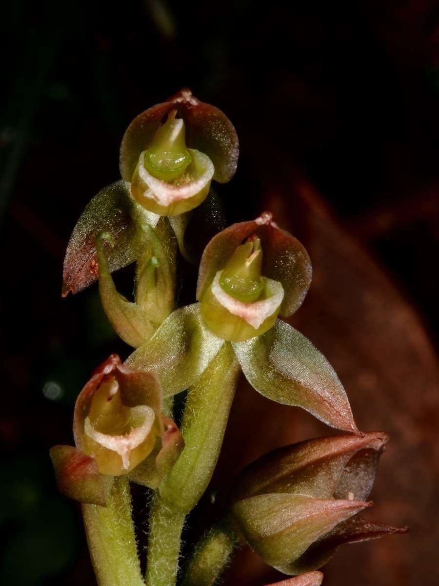 Goodyera verdiflora 5